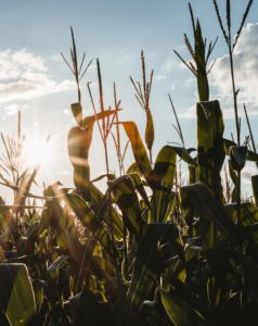 agro-alimentaire